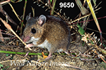 Peromyscus maniculatus